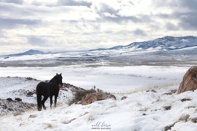 Private Wild Horse Photo Safari from Tooele - Comfort, walking, and group size