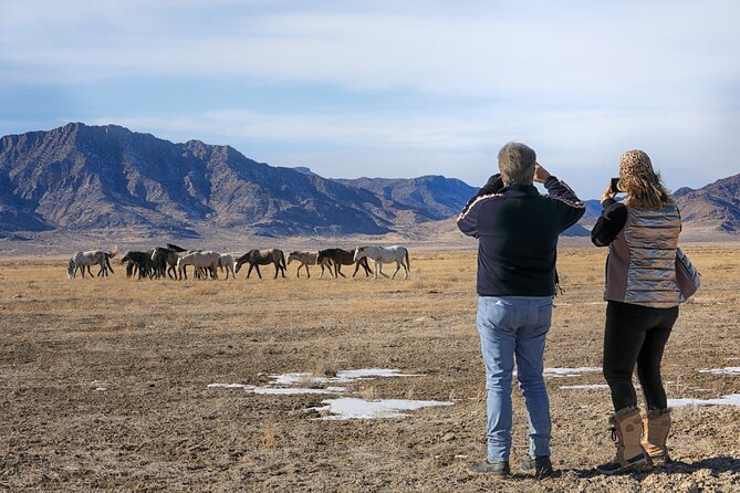 Private Wild Horse Photo Safari from Tooele - Is $449 a fair price?