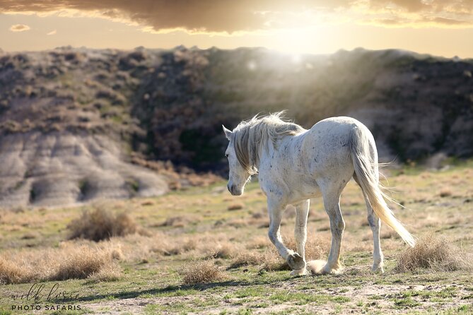 Private Wild Horse Photo Safari from Tooele - Weather and the strict cancellation rule