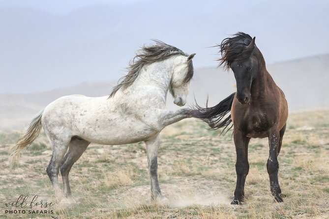 Private Wild Horse Photo Safari from Tooele - Who should book this private safari?