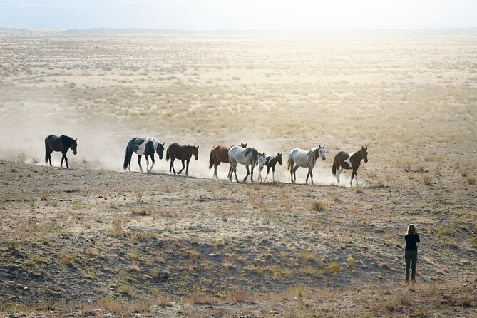 Private Wild Horse Photo Safari from Tooele - From Tooele along the Pony Express Trail