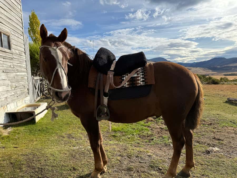 Puerto Natales: Full Day Horse Riding to the Mountains - A homemade picnic after the morning ride