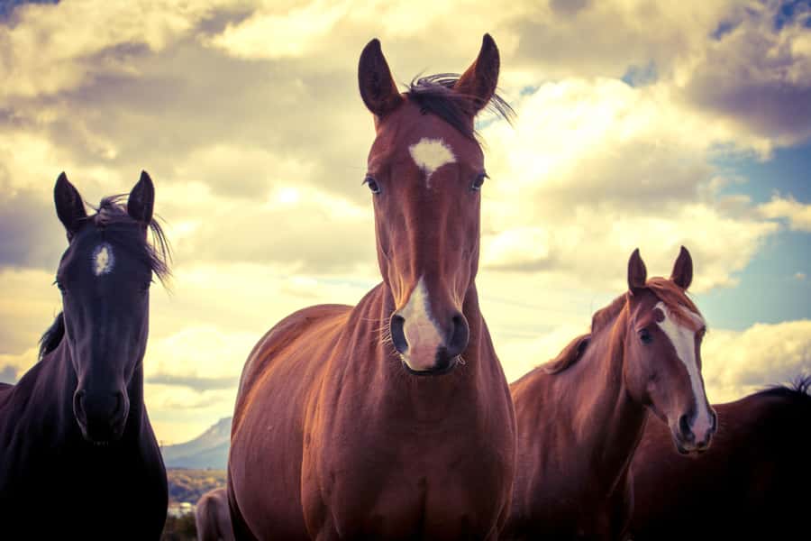 Puerto Natales: Traditional Horseback Riding Experience - The snack and coffee finish