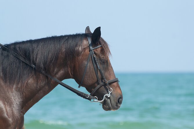 Punta Cana Horseback Riding Adventure - Is $60 a fair price?