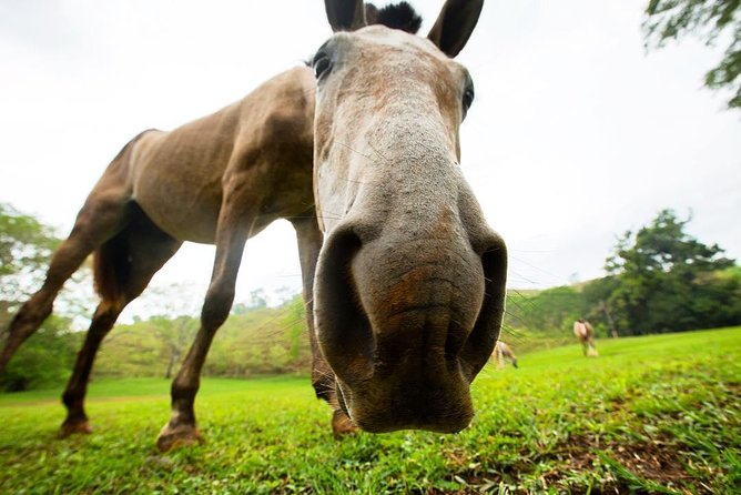 Rainforest Magic Horseback Riding Waterfall Tour Private Park Setting - Riding from Ocean Ranch Park into the forest
