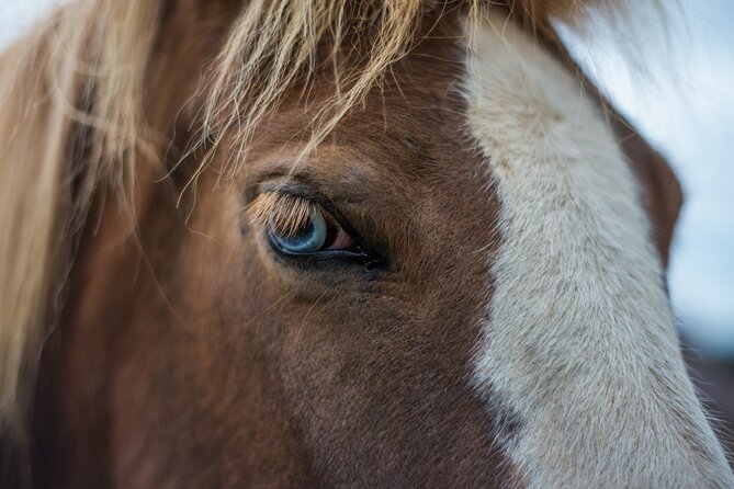 Red Lava Horse Riding Tour From Reykjavik - Getting ready at Solhestar