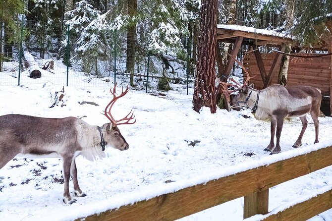 Reindeer Park & Horse Stables Safari - Practical details before you book