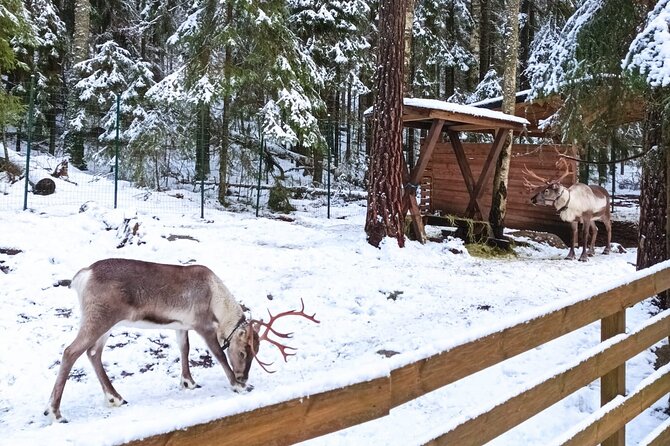 Reindeer Park & Horse Stables Safari - Bread over the fire in a Finnish teepee