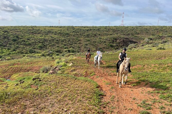Relaxing Horse Riding Tour in Gran Canaria - Meeting the horses and learning the basics