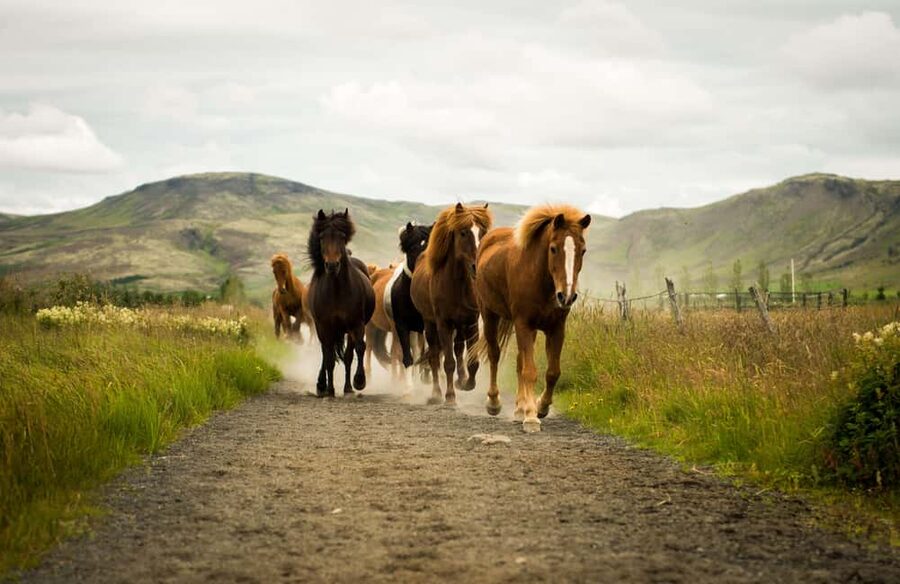 Reykjadalur: Horseback Riding Tour for Families & Beginners - Key points to know before booking