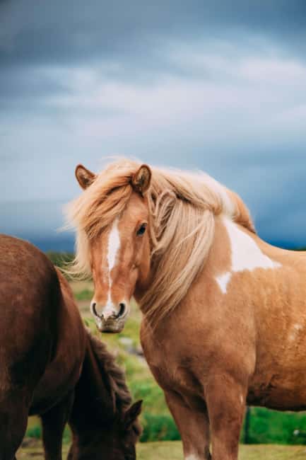 Reykjadalur: Horseback Riding Tour for Families & Beginners - Is $104 fair for one hour?