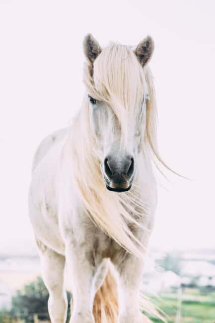 Reykjadalur: Horseback Riding Tour for Families & Beginners - Who will enjoy this ride most?