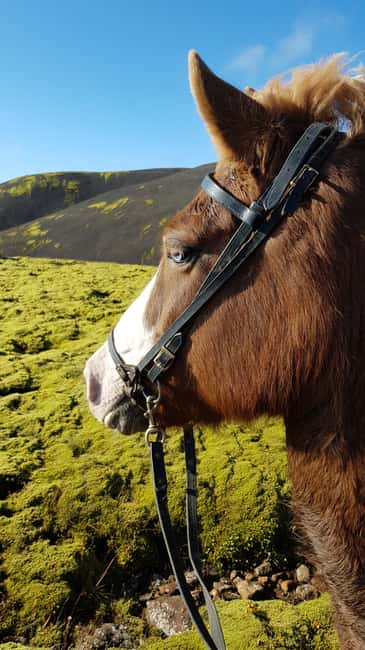 Reykjadalur: Horseback Riding Tour for Families & Beginners - A one-hour route through the Reykjadalur area