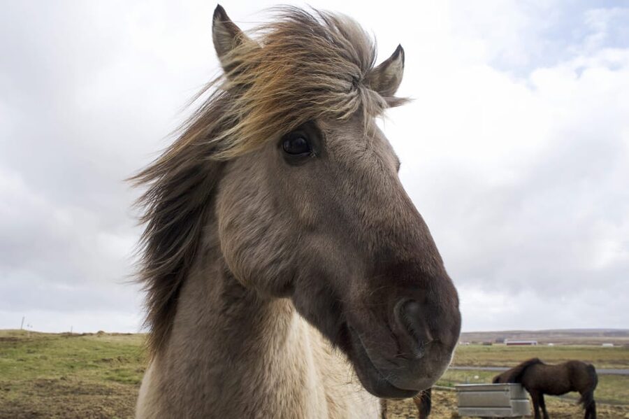 Reykjavik Combo: Horse Riding & Snorkeling in Silfra Fissure - Key points to know before booking