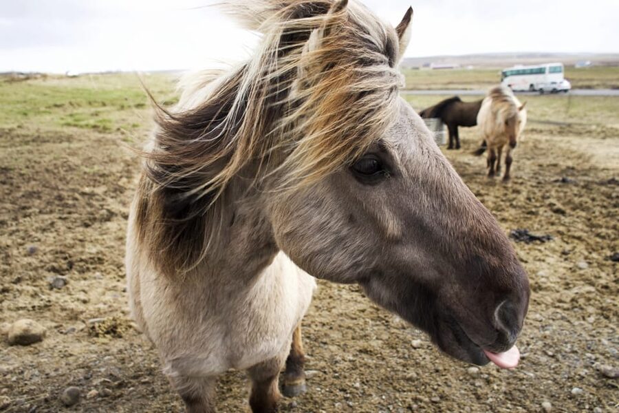Reykjavik Combo: Horse Riding & Snorkeling in Silfra Fissure - How the day flows from Reykjavik to the farm