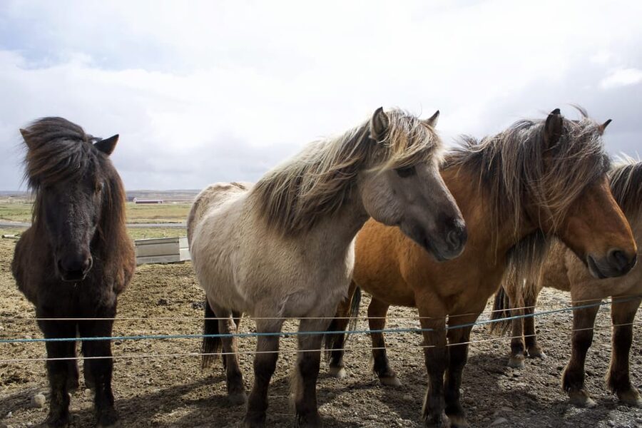 Reykjavik Combo: Horse Riding & Snorkeling in Silfra Fissure - Price, cancellation, and what to pack