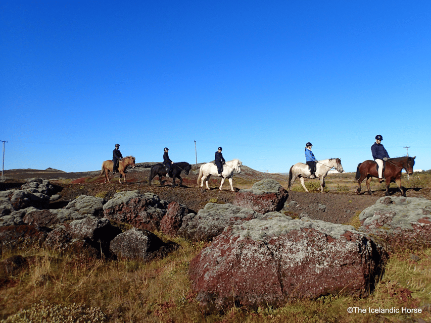 Reykjavík: Horse Riding Tours - Why the Icelandic horse makes this ride special