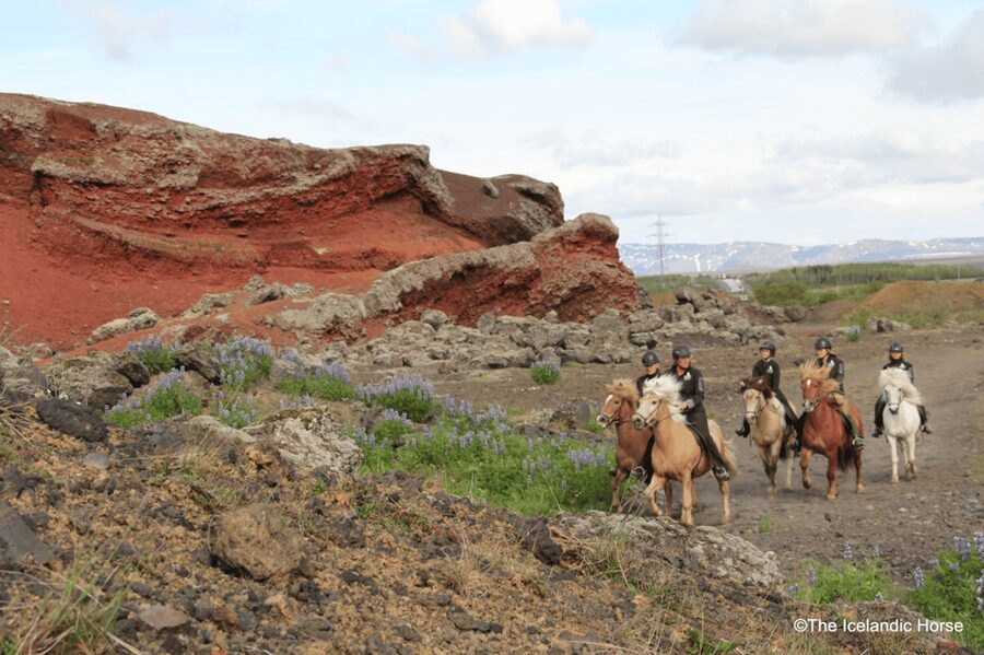 Reykjavík: Horse Riding Tours - The riding lesson comes before the scenery