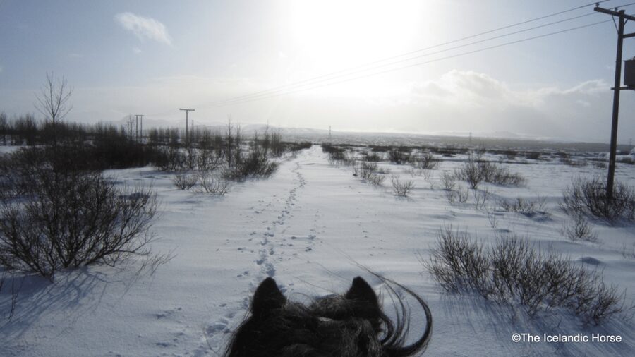 Reykjavík: Horse Riding Tours - What the ride feels like for a beginner