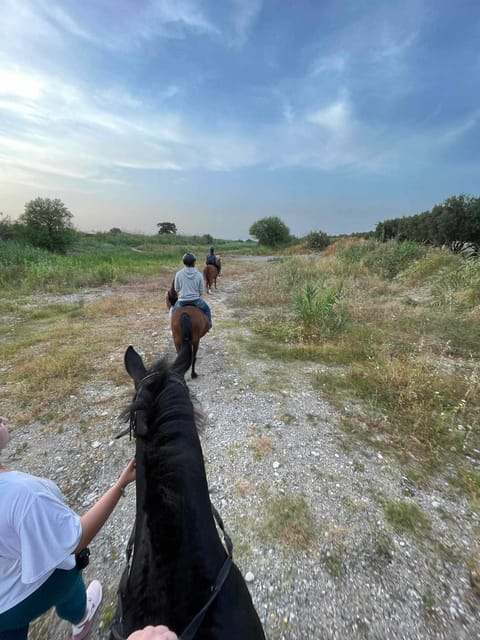 Rhodes: Seaside Horseback Riding Experience - Horse care and the family-run setting