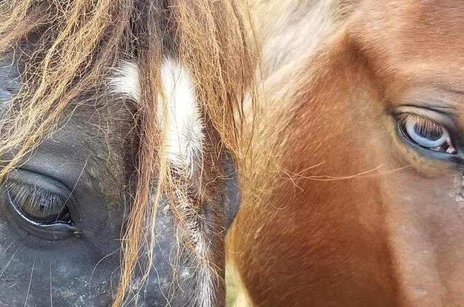Ride Horses on the Beach - Should you book the Rancho Playa ride?