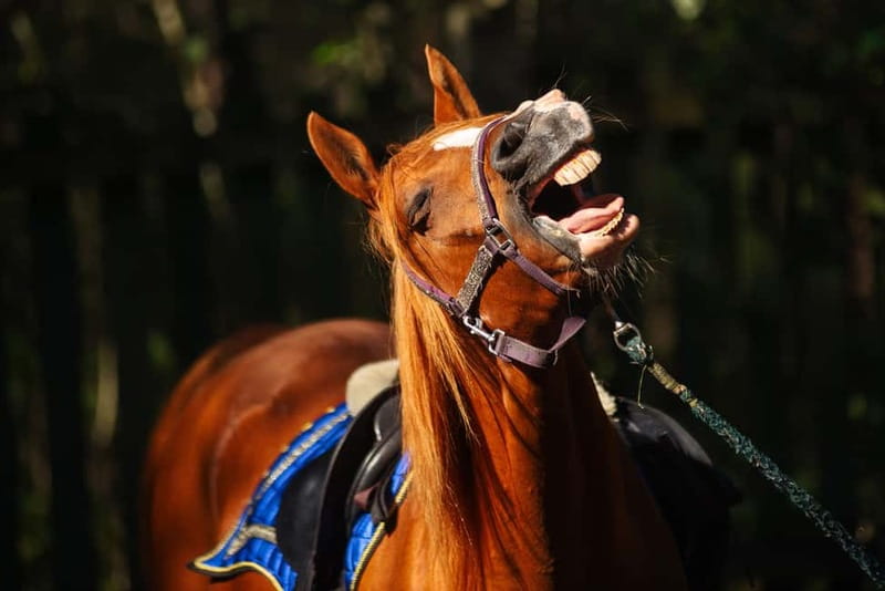 Riga Horse Riding tour along the Beach - Key points to know before booking