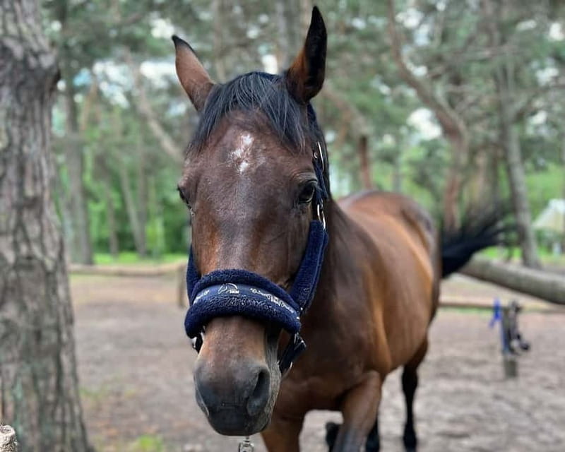 Riga Horse Riding tour along the Beach - The guide makes the outing easier