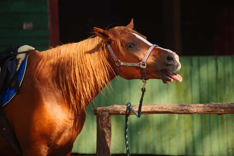 Riga Horse Riding tour along the Beach - Booking details worth keeping in mind