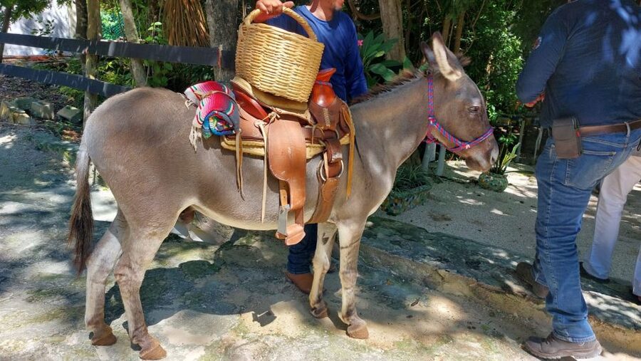 Riviera Maya: Horseback Riding at Rancho Bonanza - A gentle ride through the Riviera Maya jungle