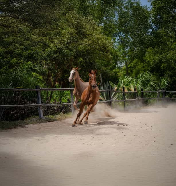 Riviera Maya: Horseback Riding at Rancho Bonanza - What to pack and what to leave behind