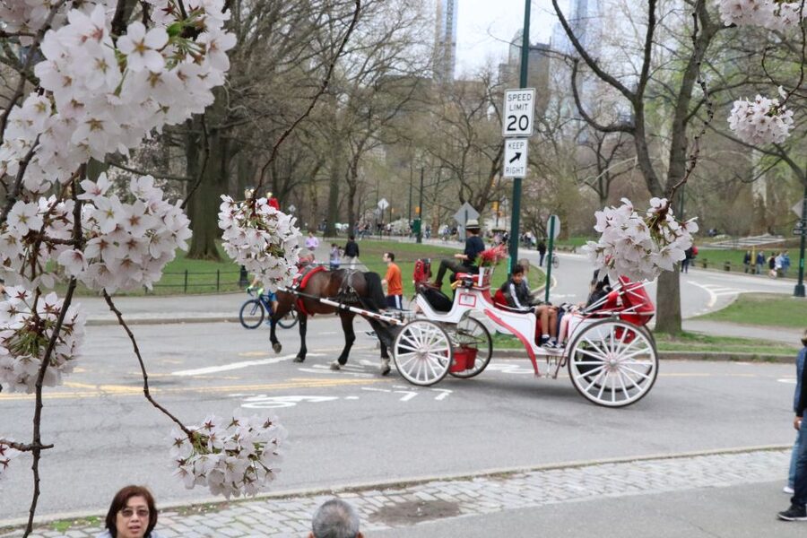 Romantic/Proposal Central Park Carriage Tour Up to 4 Adults - Is $425 good value?