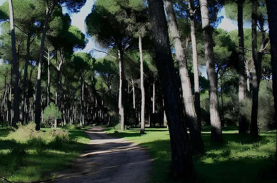 Rome: Horseback Riding Experience in Castel Fusano - What kind of experience should you expect?
