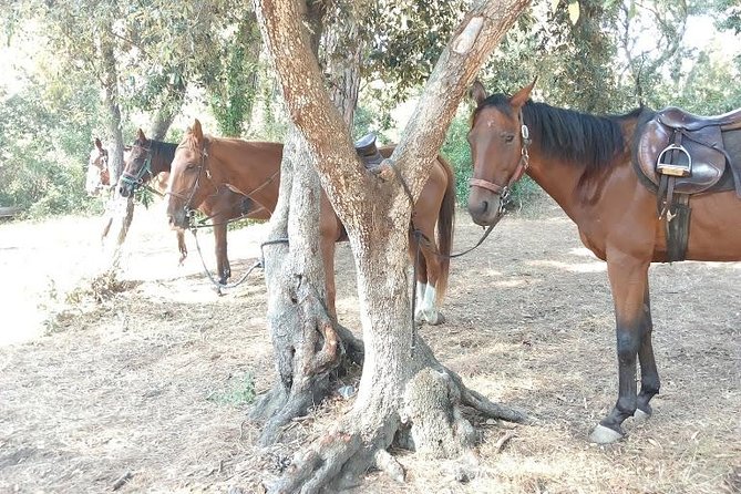 Rome : Horseback Riding with meals and wine included - Coffee by Giulio II Castle