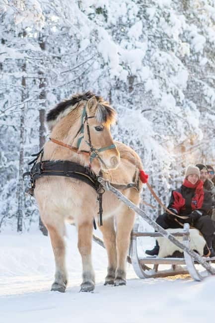 Rovaniemi: Horse Sleigh Ride under the Night Sky - A quiet way to meet the Arctic night