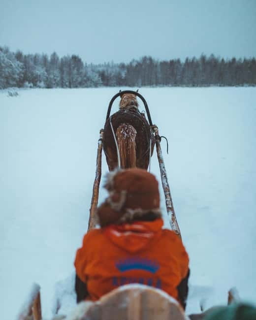 Rovaniemi: Horse Sleigh Ride under the Night Sky - Hunting for the Northern Lights