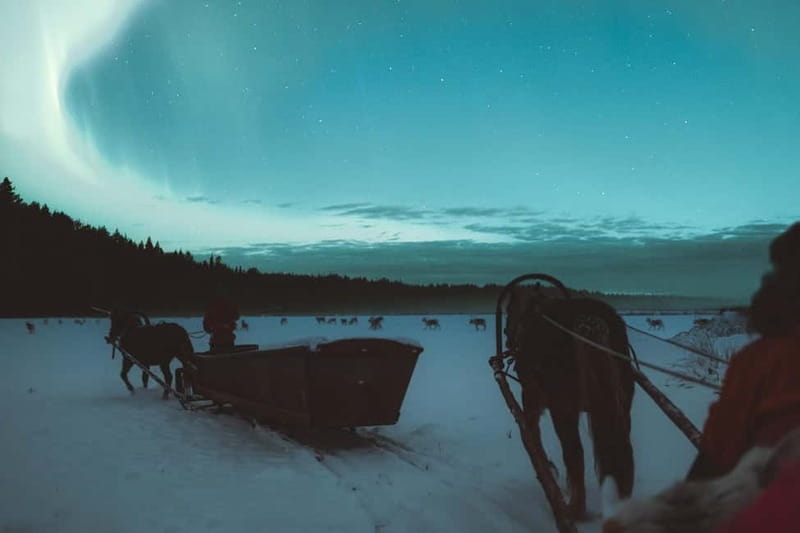 Rovaniemi: Horse Sleigh Ride under the Night Sky - Who will enjoy this experience most?