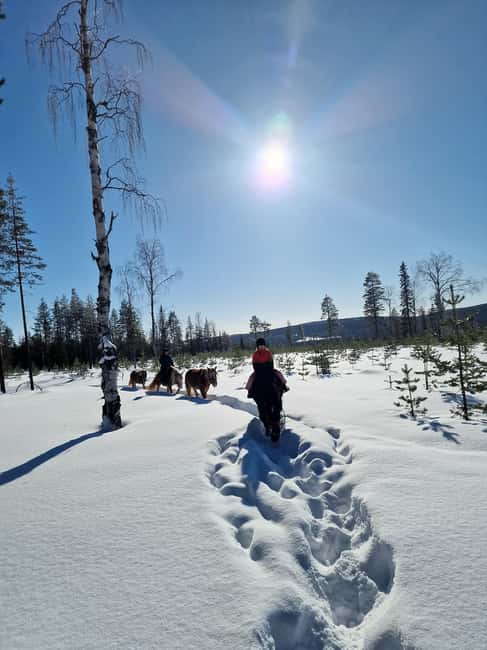 Rovaniemi: Winter Horseback Ride on Snowy Hills and Forests - Key points