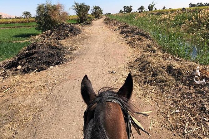 Rural Horse Riding Adventure - Meeting a Baladi horse at the stable