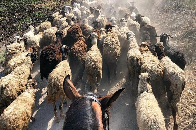 Rural Horse Riding Adventure - An hour through the West Bank countryside