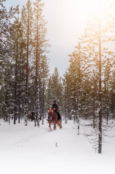 Saariselkä: Arctic Trail Horse Riding Tour