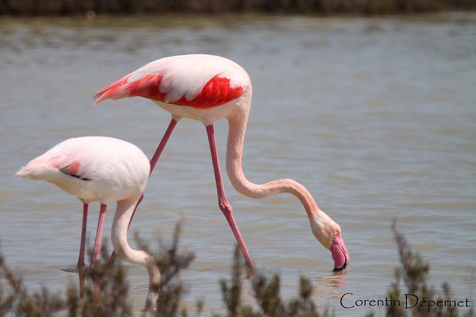 Safari 4x4 Camargue 2 hours - Saintes Maries de la Mer - Private Tour - Seeing the Camargue from Saintes-Maries-de-la-Mer