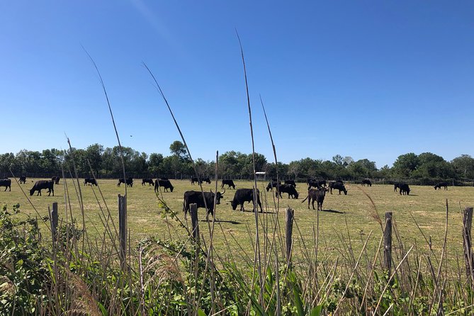 Safari 4x4 Camargue 2 hours - Saintes Maries de la Mer - Private Tour - The role of the English-speaking guide