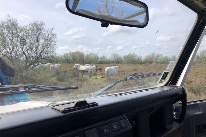 Safari 4x4 Camargue 2 hours - Saintes Maries de la Mer - Private Tour - The horse question, and why the wording matters