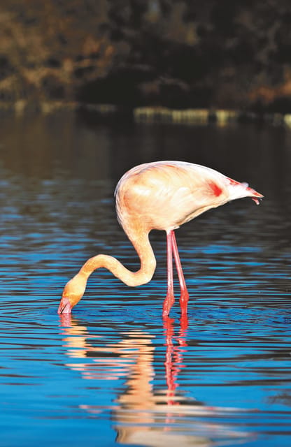 Safari 4x4 in Camargue / VIP Tour 3h30 / Grau du Roi - What the private format changes