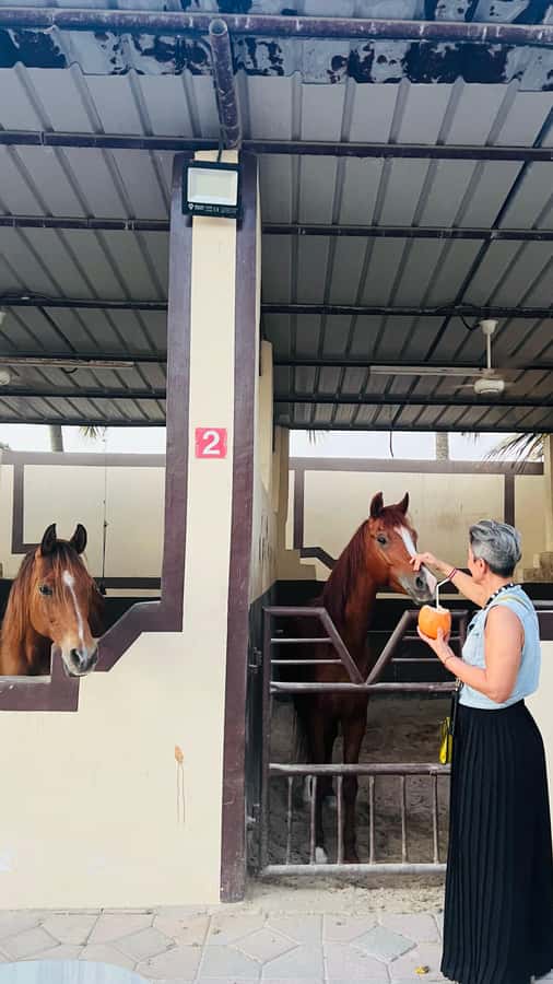 Salalah: Horse Riding by the Beach - Key points to know before you book