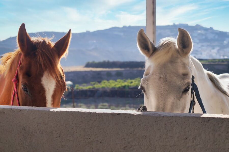 Santorini: Horseback Riding Tour on the Beach - Should you book it?