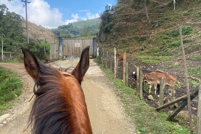 Scenic Horseback Riding in the Medellín Mountains - Who will enjoy this ride most?