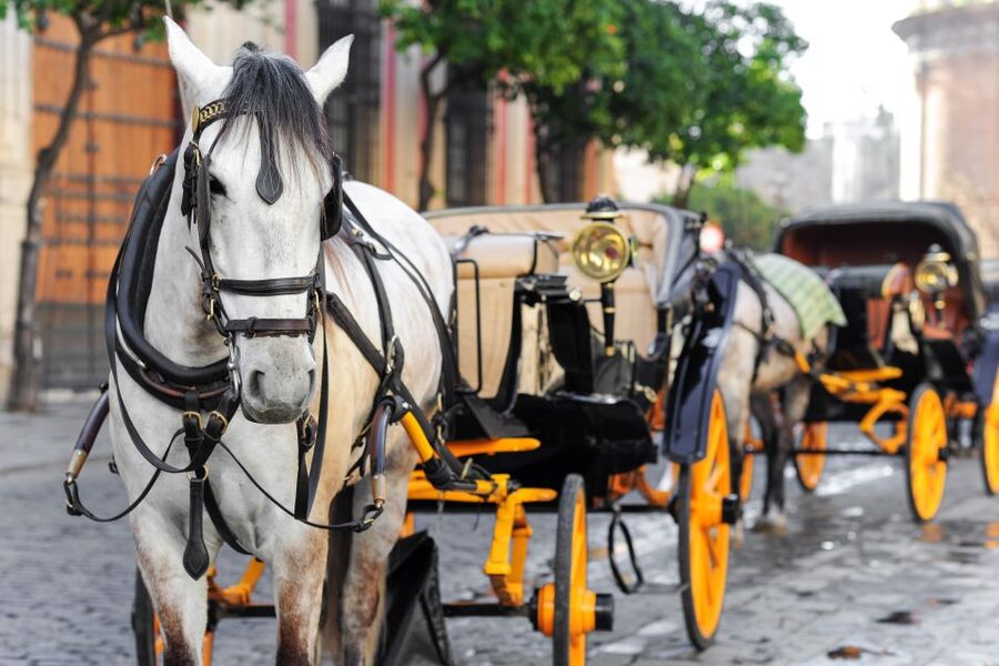 Seville: Authentic and Romantic Horse-Drawn Carriage Ride - Hotel Alfonso XIII and Seville’s grand center