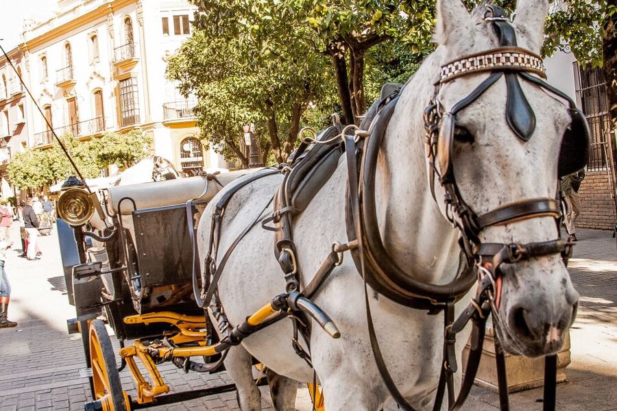 Seville: Authentic and Romantic Horse-Drawn Carriage Ride - What the Spanish-speaking driver adds