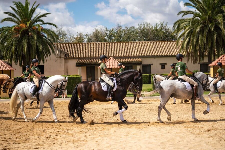 Seville: Horse's Show Entry Ticket. Optional Stud Farm Visit - Who will enjoy Yeguada Torreluna most?